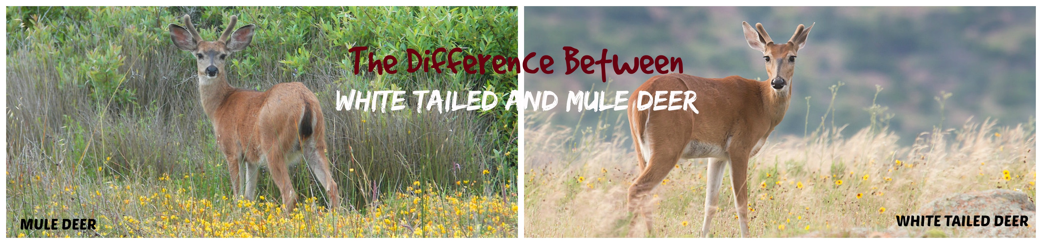 mule deer vs whitetail