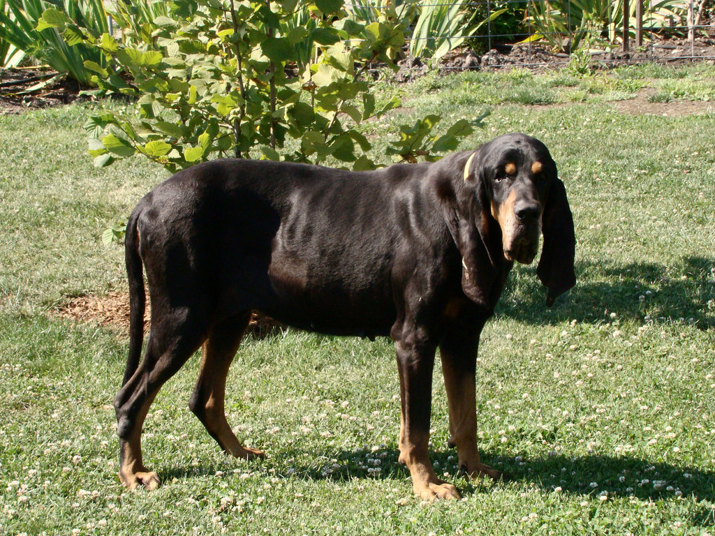 black and tan coon hunting dog breeds