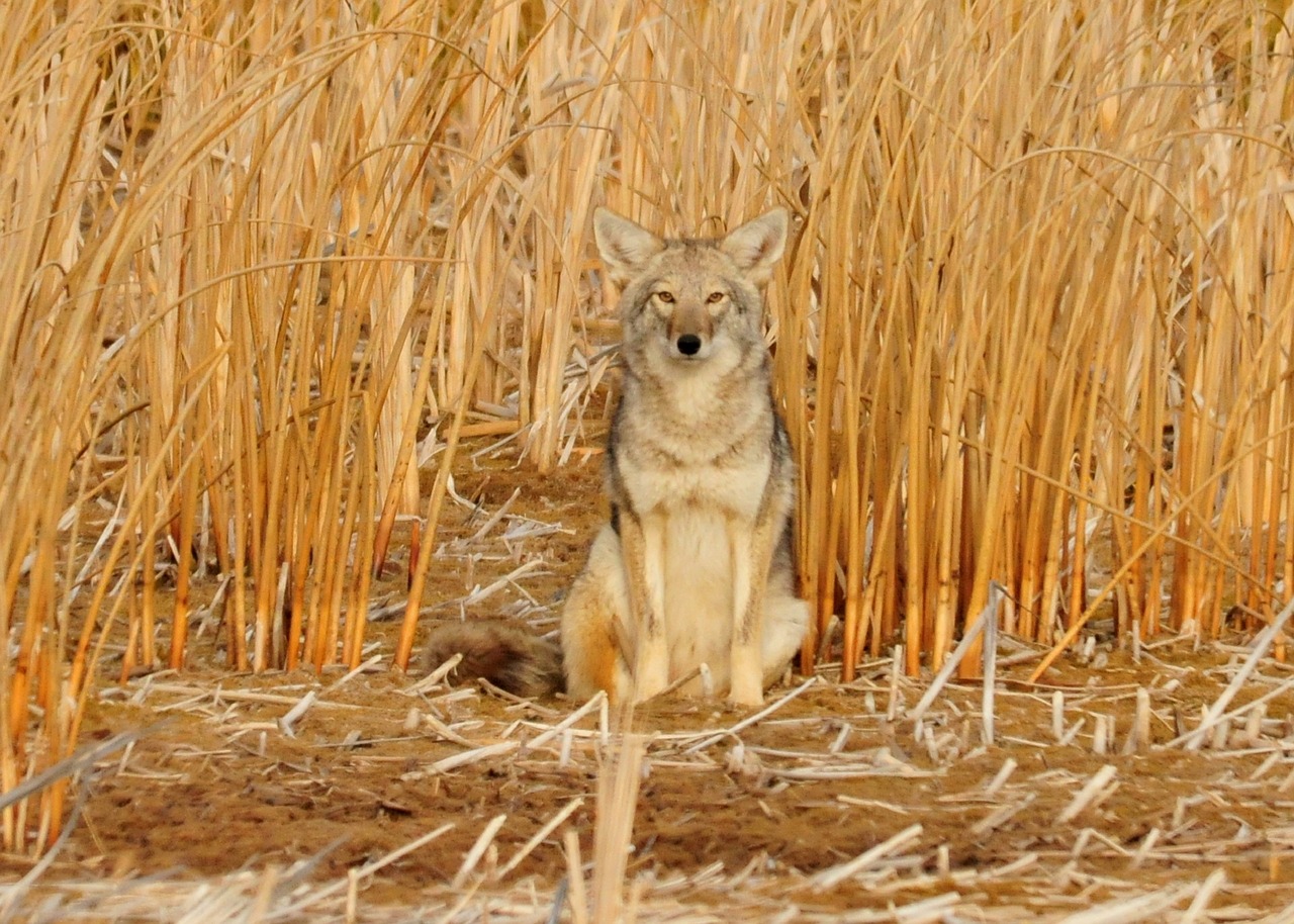 coyote calling tips