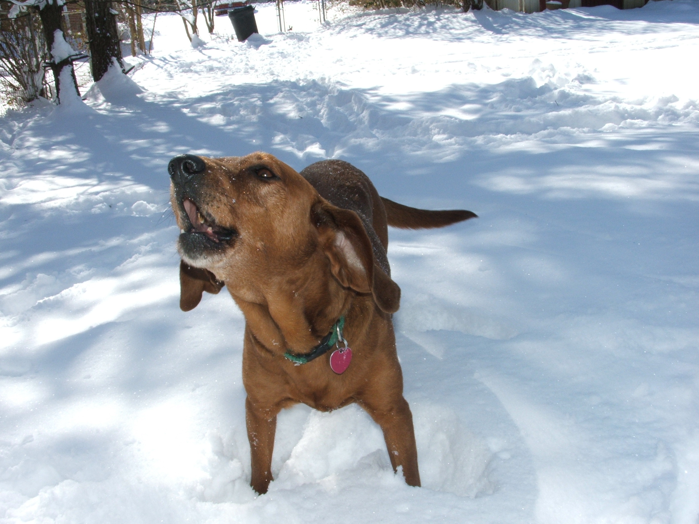 redbone coonhound pup