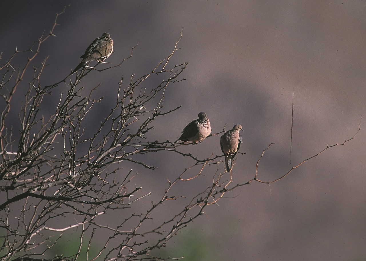 mourning dove hunting tips