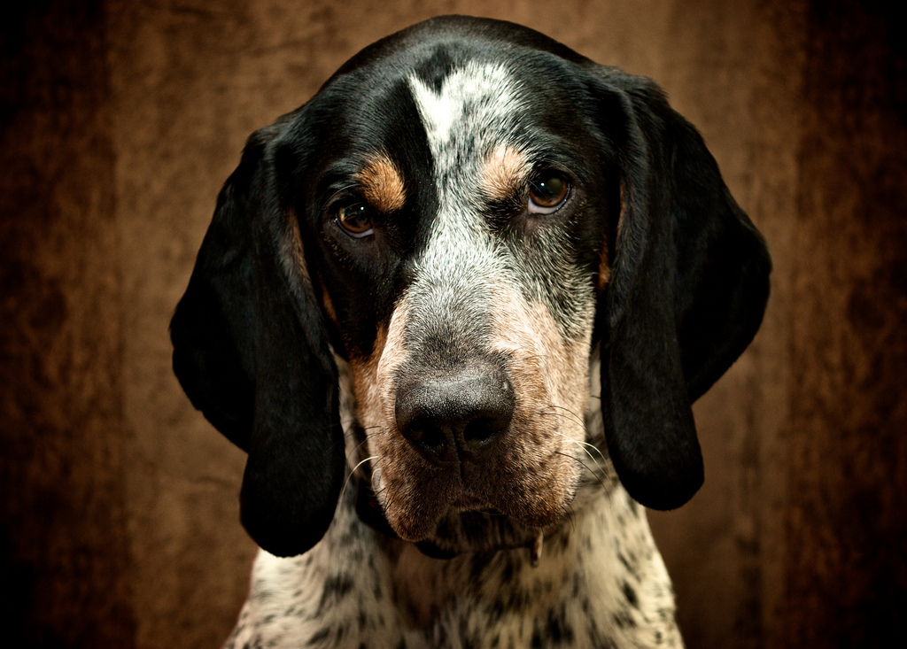 best coon hunting dogs: bluetick coonhound
