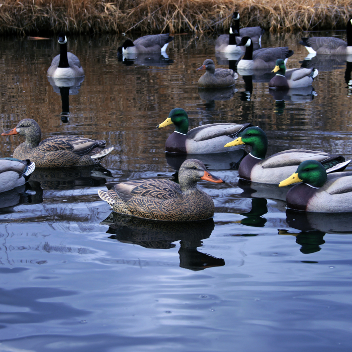 best duck decoys for the money