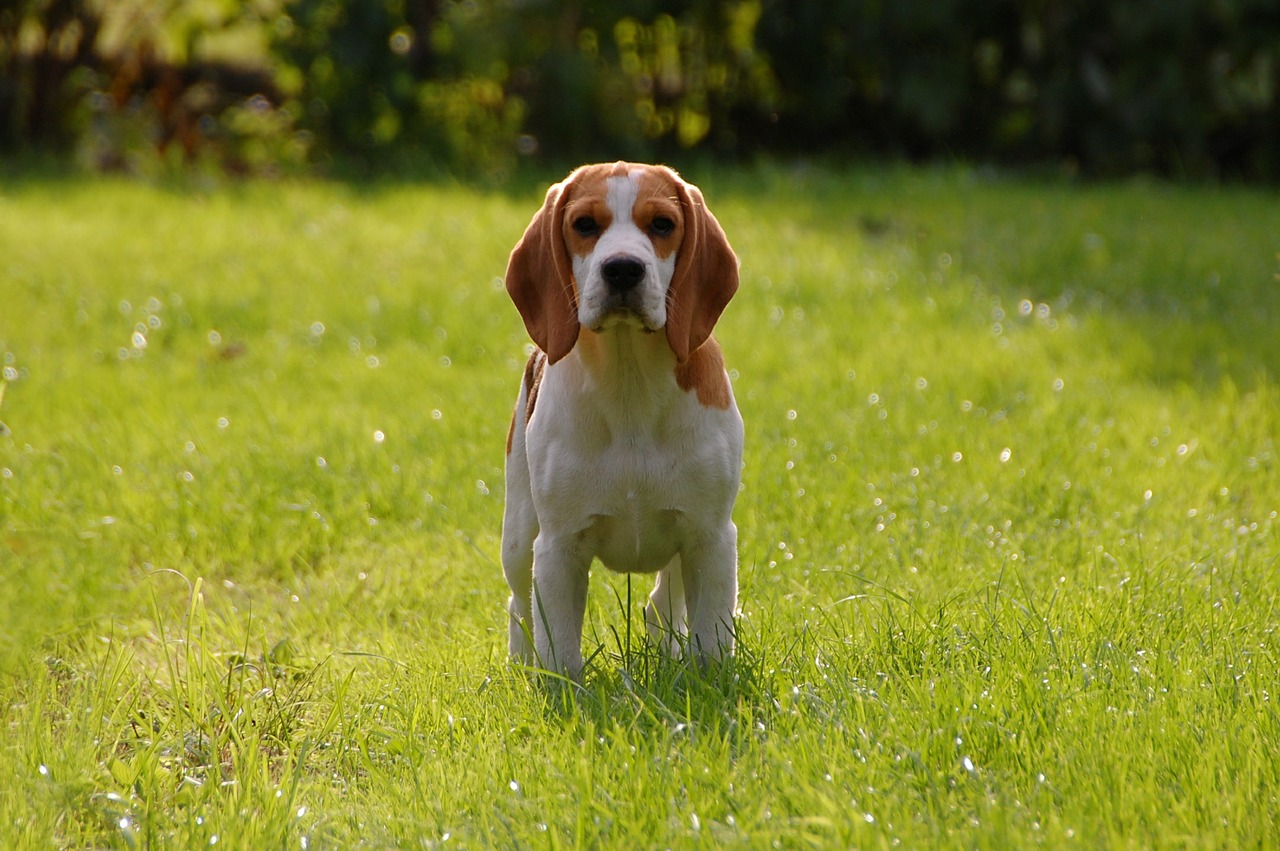 best pheasant hunting dog: beagle
