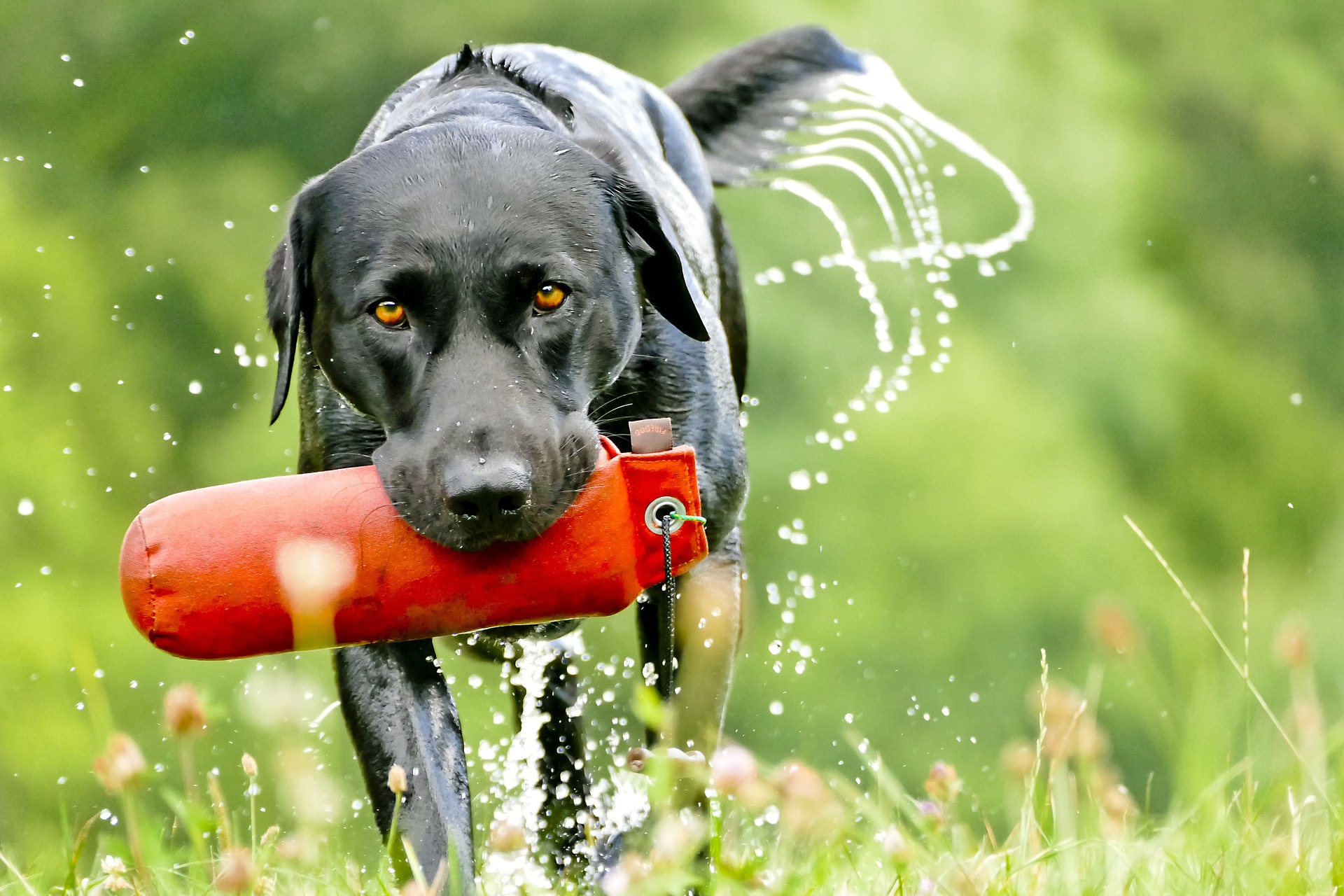 best duck hunting dog: labrador retriever