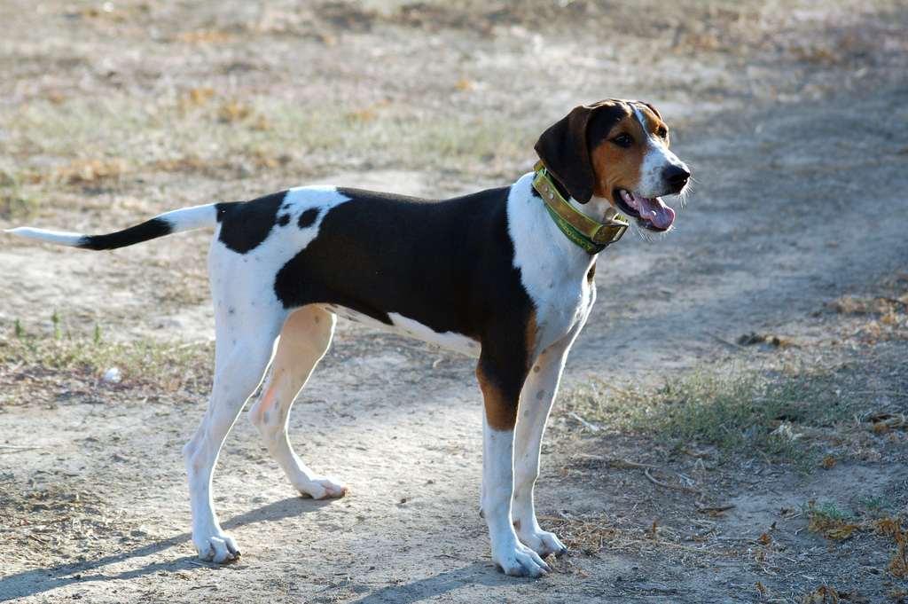 treeing walker coonhound breeds